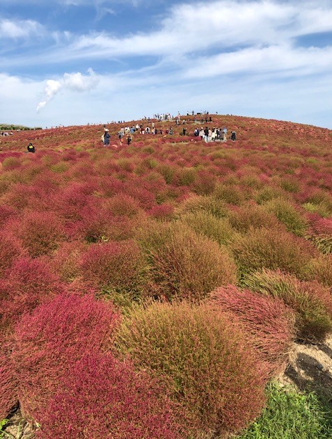 ひたち海浜公園